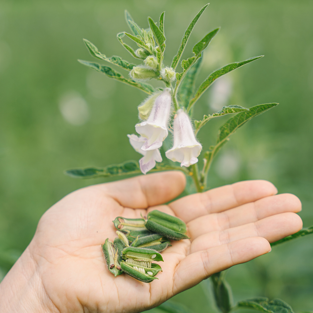 24년 국산 참깨 지리산 생참깨 1kg